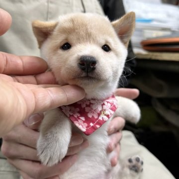 柴犬(豆柴)【宮崎県・女の子・2024年11月2日・白】の写真「現在出産ラッシュ🐶未掲載も沢山います！」