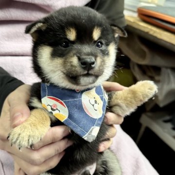 豆柴【宮崎県・男の子・2024年11月8日・黒】の写真「現在出産ラッシュ🐶未掲載も沢山います！」