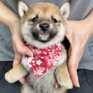 柴犬(豆柴)【宮崎県・女の子・2024年12月2日・赤】の写真「未掲載の子犬も沢山います！」