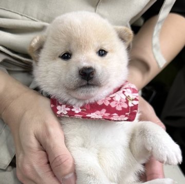 柴犬(豆柴)【宮崎県・女の子・2024年10月26日・白】の写真「現在出産ラッシュ🐶未掲載も沢山います！」