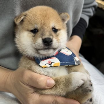 柴犬(豆柴)【宮崎県・男の子・2025年1月1日・赤】の写真「未掲載の子犬もいます！」