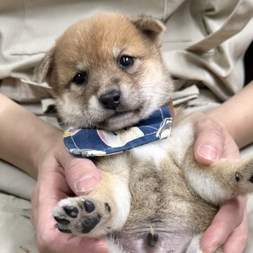 柴犬(豆柴)【宮崎県・男の子・2024年10月26日・赤】の写真「現在出産ラッシュ🐶未掲載も沢山います」