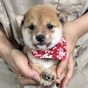 柴犬(豆柴)【宮崎県・女の子・2024年10月10日・赤】の写真「現在出産ラッシュ🐶未掲載も沢山います」