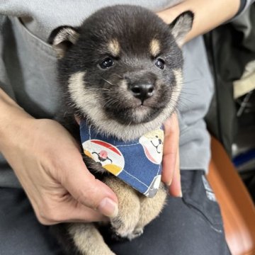 柴犬(豆柴)【宮崎県・男の子・2024年12月2日・黒】の写真「未掲載の子犬も沢山います！」