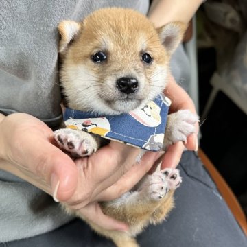 柴犬(豆柴)【宮崎県・男の子・2024年12月10日・赤】の写真「両親とも小さく、この子も小さい子犬です！」