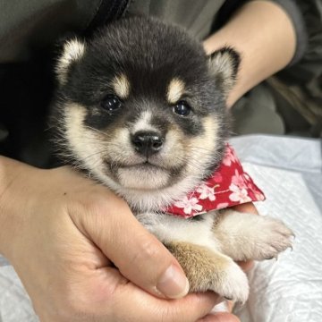 柴犬(豆柴)【宮崎県・女の子・2025年1月17日・黒】の写真「未掲載の子犬もいます！」