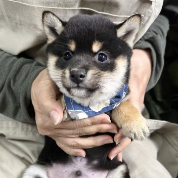 柴犬(豆柴)【宮崎県・男の子・2024年11月8日・黒】の写真「現在出産ラッシュ🐶未掲載も沢山います」