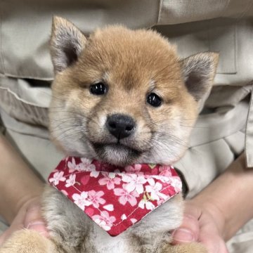 豆柴【宮崎県・女の子・2024年10月10日・赤】の写真「現在出産ラッシュ🐶未掲載も沢山います」