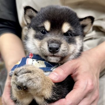 柴犬(豆柴)【宮崎県・男の子・2024年10月27日・黒】の写真「現在出産ラッシュ🐶未掲載も沢山います！」