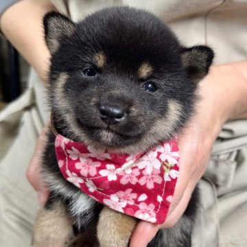 柴犬(豆柴)【宮崎県・女の子・2024年12月2日・黒】の写真「未掲載の子犬も沢山います」