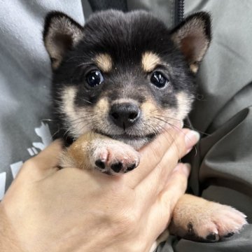 豆柴【宮崎県・男の子・2024年10月11日・黒】の写真「現在出産ラッシュ🐶未掲載も沢山います！」