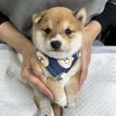 柴犬(豆柴)