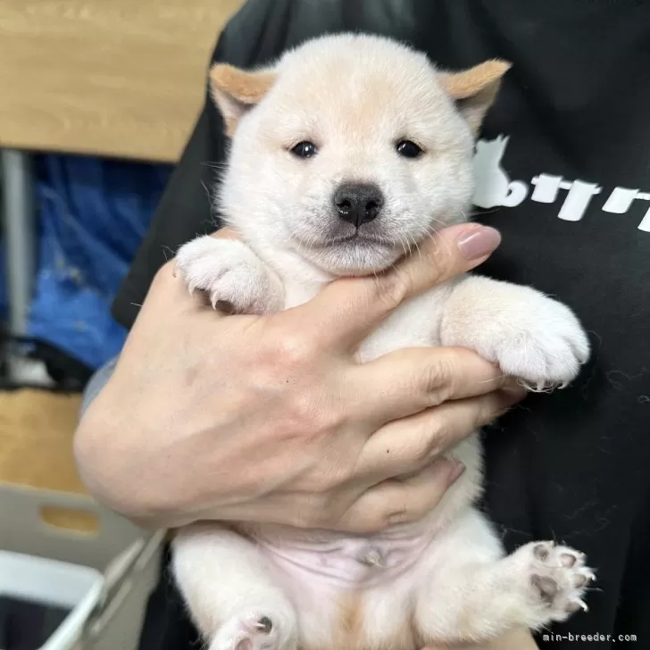 豆柴【宮崎県・男の子・2024年1月19日・白】の写真1「豆柴子犬40匹以上産まれてます😍ご見学ください！」