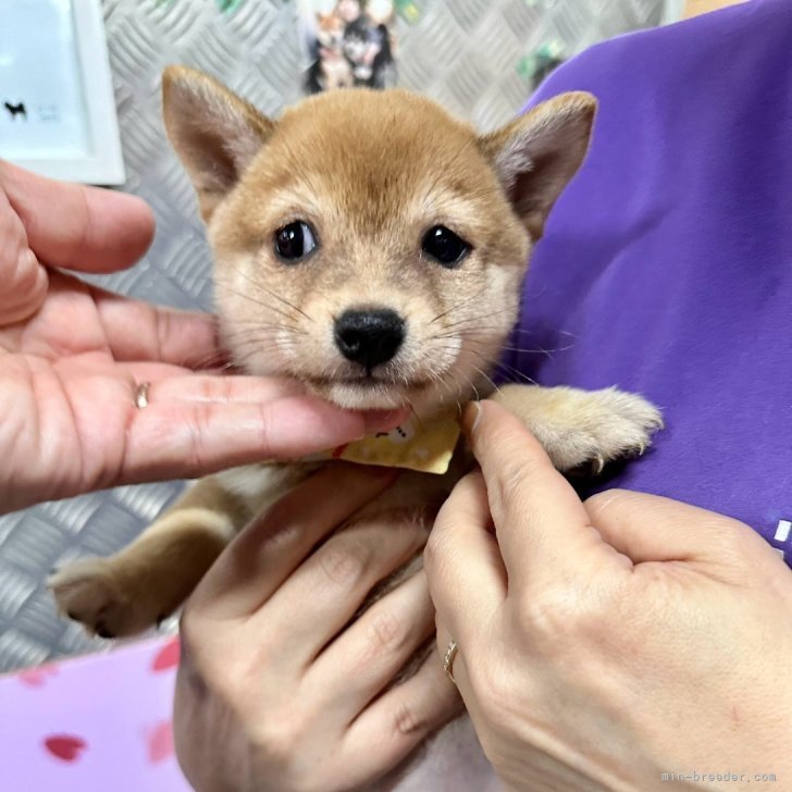 豆柴子犬40匹以上産まれてます😍ご見学ください | 豆柴