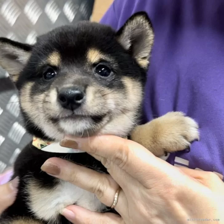 豆柴【宮崎県・女の子・2023年11月28日・黒】豆柴子犬40匹以上産まれて