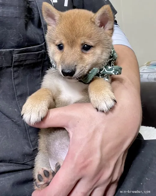 しんちゃん 様のお迎えした子犬