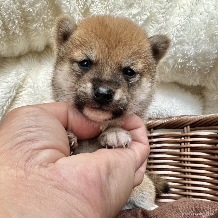 豆柴子犬40匹以上産まれてます😍ご見学ください！ | 豆柴