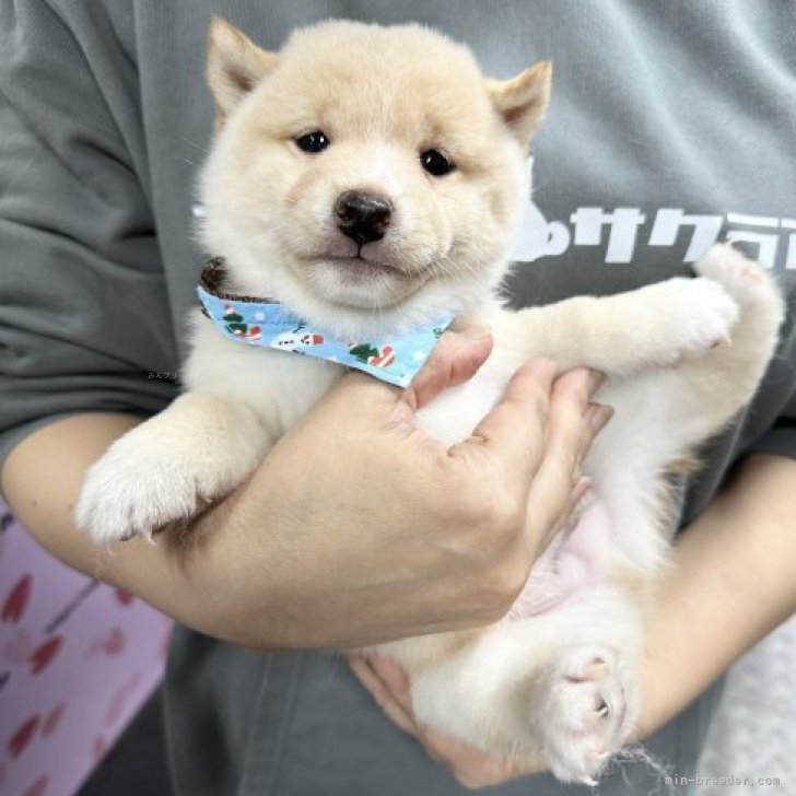 豆柴子犬40匹以上産まれてます😍ご見学ください！ | 豆柴