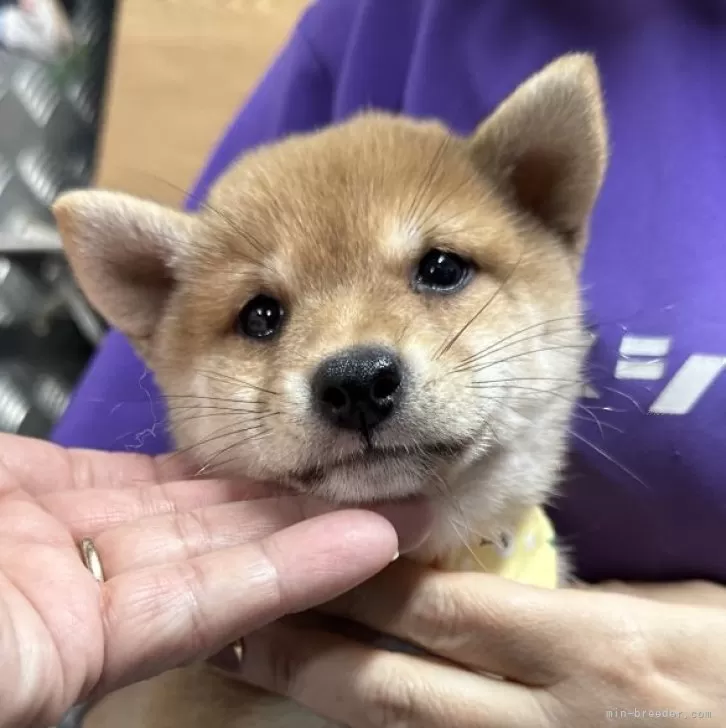 K.Ｉ 様のお迎えした子犬