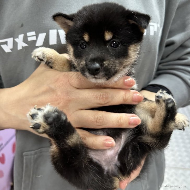 豆柴子犬40匹以上産まれてます😍ご見学ください | 豆柴