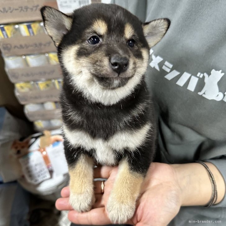 豆柴子犬40匹以上産まれてます😍ご見学ください | 豆柴