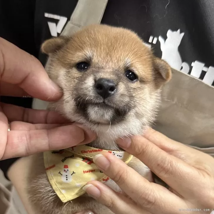 M 様のお迎えした子犬