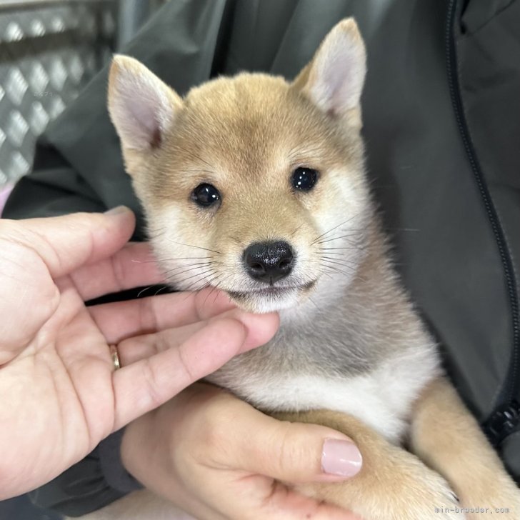 豆柴子犬40匹以上産まれてます😍ご見学ください | 豆柴