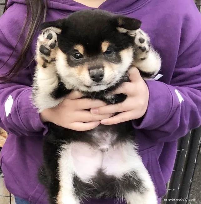 豆柴【宮崎県・男の子・2019年10月29日・黒】の写真1「日に日に色も綺麗になってます✨」