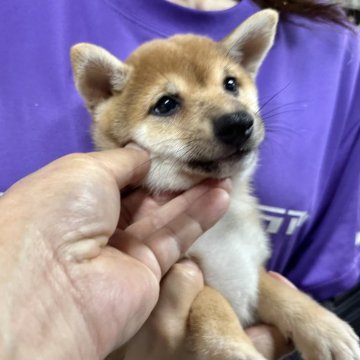 柴犬(豆柴)【宮崎県・女の子・2024年7月30日・赤】の写真「7月中頃から出産ラッシュです😍ご見学ください」