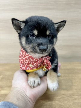 柴犬(豆柴)【宮崎県・女の子・2021年11月7日・黒】の写真「小さい両親の子犬です😍」