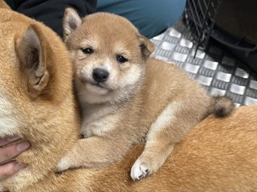 柴犬(豆柴)【宮崎県・男の子・2021年11月20日・赤】の写真「おっとりしたお母さんの子犬です」