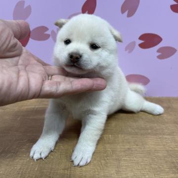 柴犬(豆柴)【宮崎県・女の子・2022年6月27日・白】の写真「すごく可愛い女の子です！」