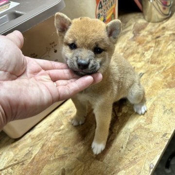 柴犬(豆柴)【宮崎県・女の子・2022年12月1日・赤】の写真「小豆柴サイズのお母さんの子犬です！」