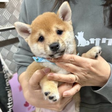 柴犬(豆柴)【宮崎県・男の子・2023年11月8日・赤】の写真「豆柴子犬40匹以上産まれてます😍ご見学ください！」