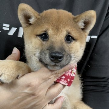 柴犬(豆柴)【宮崎県・女の子・2024年7月16日・赤】の写真「7月中頃から出産ラッシュです😍ご見学ください」