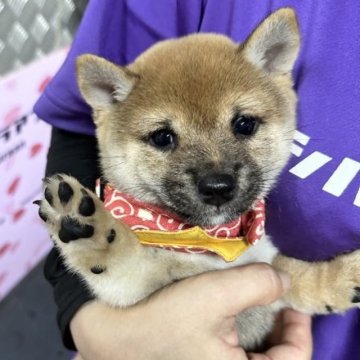 柴犬(豆柴)【宮崎県・女の子・2023年7月26日・赤】の写真「ぱっちり２重の可愛い女の子です！😍」