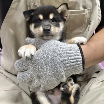 柴犬(豆柴)【宮崎県・男の子・2022年8月27日・黒】の写真「色の綺麗な男の子です😍」