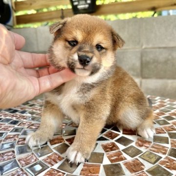 柴犬(豆柴)【宮崎県・男の子・2023年4月14日・赤】の写真「目の大きな可愛い男の子😍」