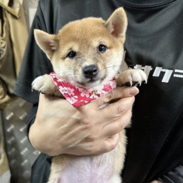 豆柴【宮崎県・女の子・2024年7月23日・赤】の写真「7月中頃から出産ラッシュです😍ご見学ください」