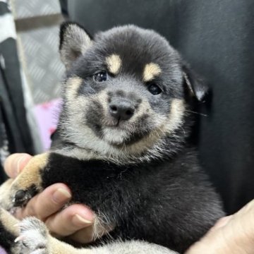 柴犬(豆柴)【宮崎県・女の子・2023年8月28日・黒】の写真「可愛い女の子です😍」