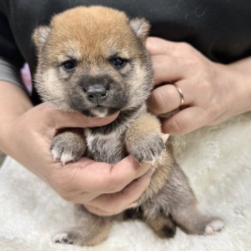 柴犬(豆柴)【宮崎県・女の子・2023年5月16日・赤】の写真「可愛い女の子です！😍」