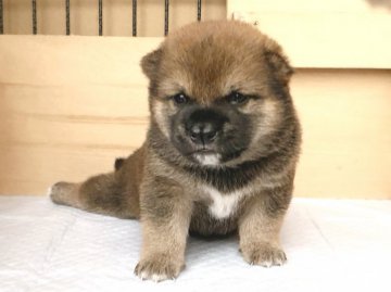 柴犬(豆柴)【宮崎県・男の子・2018年6月15日・赤】の写真「すごく素敵な母親からうまれました✨」