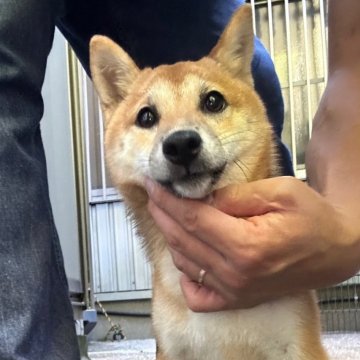 柴犬(豆柴)【宮崎県・女の子・2024年1月23日・赤】の写真「豆柴子犬たくさん産まれてます😍ご見学ください」