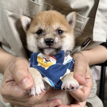 豆柴【宮崎県・男の子・2024年9月14日・赤】の写真「現在出産ラッシュ🐶未掲載も沢山います」