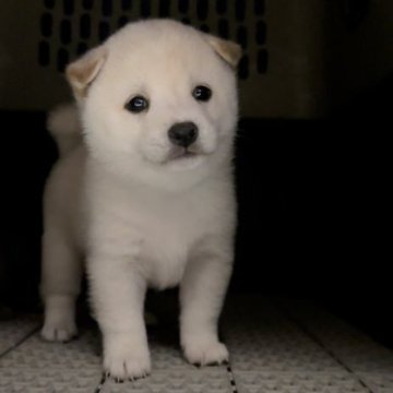 柴犬(豆柴)【宮崎県・男の子・2023年11月8日・白】の写真「ぼんやりわたがし王子😍」