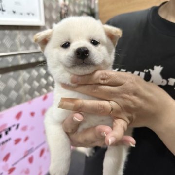 柴犬(豆柴)【宮崎県・男の子・2023年9月8日・白】の写真「モフモフ真っ白でおっとり顔の男の子です😍」