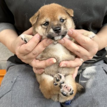 柴犬(豆柴)【宮崎県・男の子・2023年5月2日・赤】の写真「目の大きな可愛い男の子😍」