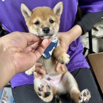 柴犬(豆柴)【宮崎県・男の子・2024年7月20日・赤】の写真「7月中頃から出産ラッシュです😍ご見学ください！」