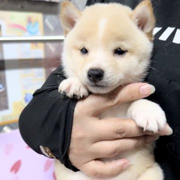 柴犬(豆柴)【宮崎県・男の子・2023年6月19日・白】の写真「短足で可愛い男の子です😍」