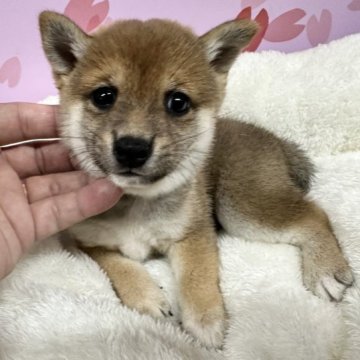 柴犬(豆柴)【宮崎県・男の子・2023年6月26日・赤】の写真「小さく穏やか目の大きな男の子です！😍」